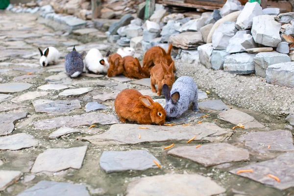 Coelhos Vermelhos Azuis Parque — Fotografia de Stock