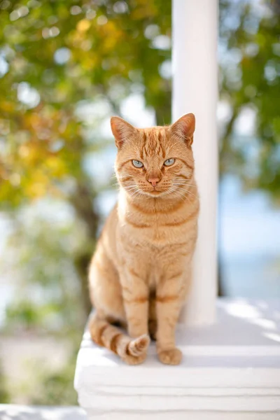 Gri gözlü kırmızı bir kedi