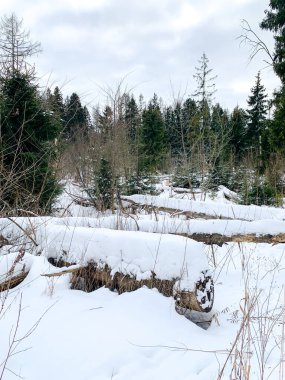 Kışın ormanda, karda.