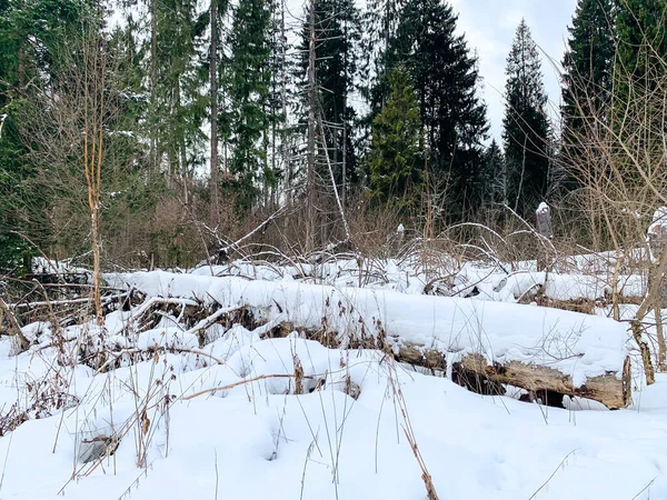 Spadły Drzewa Lesie Zimą — Zdjęcie stockowe