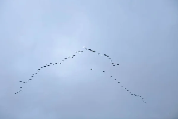 Een School Vogels Vliegt Door Lucht — Stockfoto