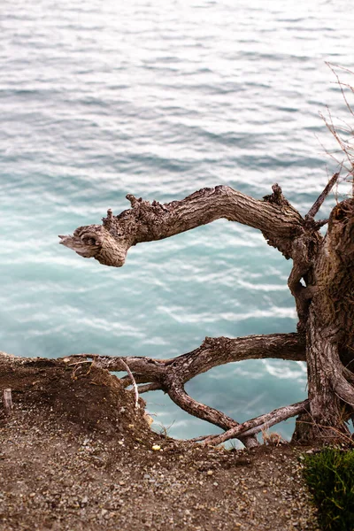 Корень Дерева Скале Над Морем — стоковое фото