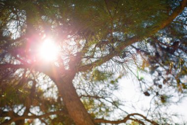 Güneş ışınları bir ağacın dallarından geçiyor.