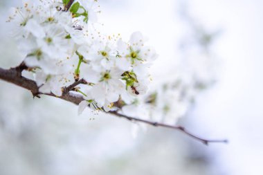 Beyaz çiçekli bir dalda bir karınca