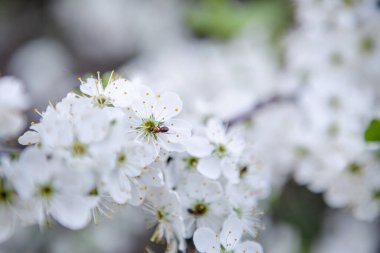 Beyaz bir çiçekte bir karınca