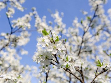 Mavi gökyüzüne karşı dalda beyaz çiçekler