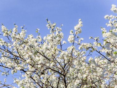 Mavi gökyüzü arka planında çiçek ağacı