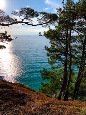 Çam ağaçlı yüksek bir dağdan deniz manzarası