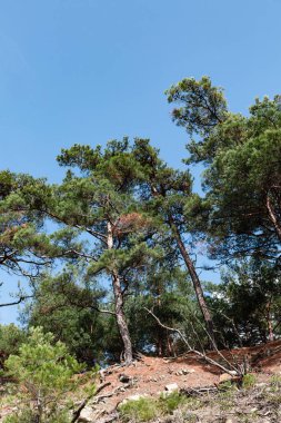 Uçurumun kenarındaki yeşil çam ağaçları