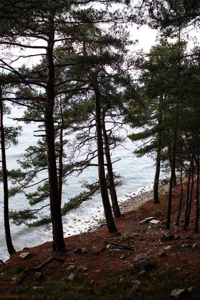 Nedstigning Till Havet Genom Tallskogen — Stockfoto