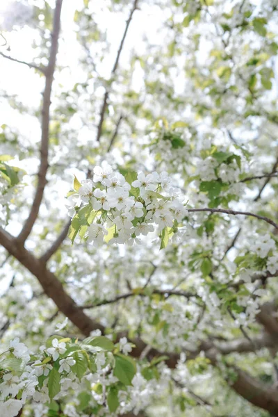 Bloeiende Appelboom Tak Close — Stockfoto