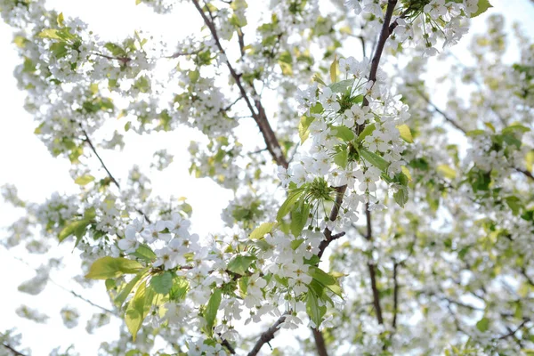 Λευκά Λουλούδια Κοντινό Κλαδί Μηλιάς — Φωτογραφία Αρχείου