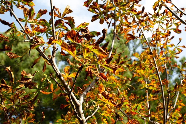 Yellow Orange Leaves Tree — Stock Photo, Image