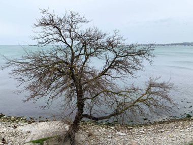 Deniz kenarında yapraksız bir ağaç