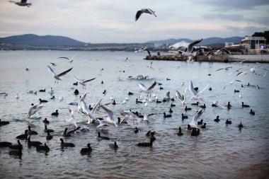 Birçok martı sahilde uçar.