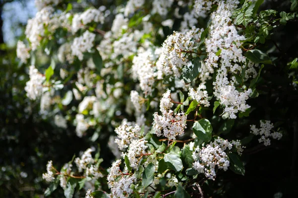 Fleurs Blanches Sur Buisson Vert — Photo