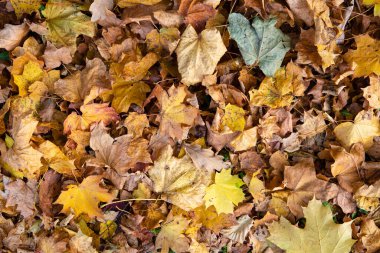 Sonbaharda yerde kuru sarı yapraklar