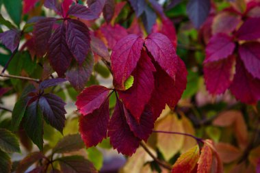 Kestane yaprakları sonbaharda bir ağaç dalında