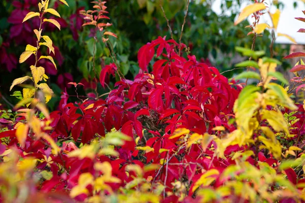 Follaje Rojo Amarillo Verde Otoño — Foto de Stock