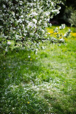 Çimlere yapraklar düşen bir elma ağacının çiçek açan dalı.