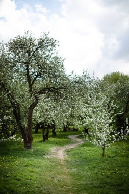 Parkta çiçek açan elma ağaçlarının arasında bir patika.