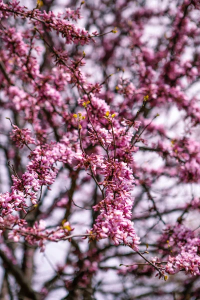 Ροζ Λουλούδια Κλαδί Δέντρου — Φωτογραφία Αρχείου