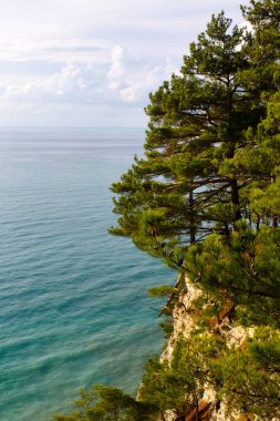 Ağaç denizin arka planında bir uçurumda yetişir.