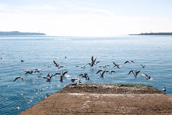 Las Gaviotas Despegan Del Muelle — Foto de Stock