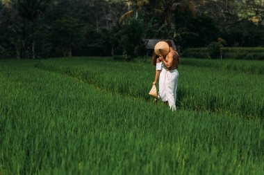 A man and a woman among the rice terraces. A couple in love is traveling in Asia. A man and a woman are traveling in Indonesia. Happy couple in Bali. Rice terraces in Bali. Happy couple kissing in the field. Copy space clipart
