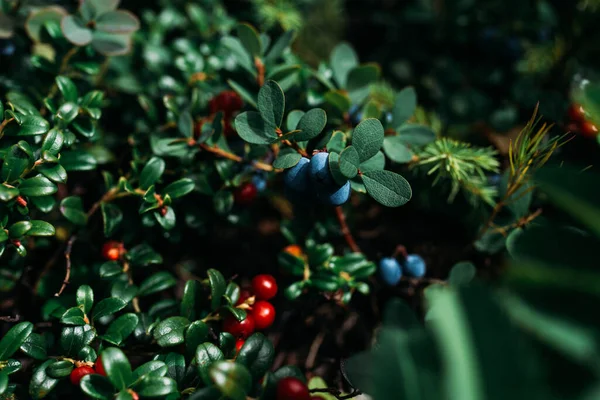 緑の茂みの上のブルーベリーとリンゴンベリー マクロ写真 野生のベリーだマクロ 森の緑の背景に野生の果実 — ストック写真