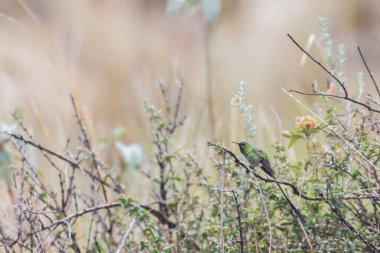 GREEN-TAILED TRAINBeARER (Lezbiyen nuna), bir çalılığın dikenli dallarına tünemiş uzun kuyruklu sinekkuşunun çeşitli özelliklerinin güzel bir örneği. Huancayo - Peru