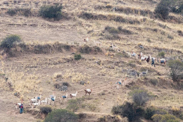 Muleteers Group Llamas Domestic Form Lama Guanicoe Ancient Activity Transferring — Stock Photo, Image