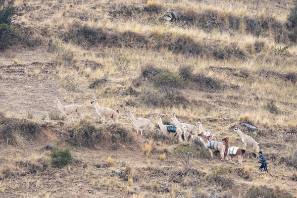 Muleteers Och Grupp Lamor Inhemsk Form Lama Guanicoe Gammal Verksamhet — Stockfoto