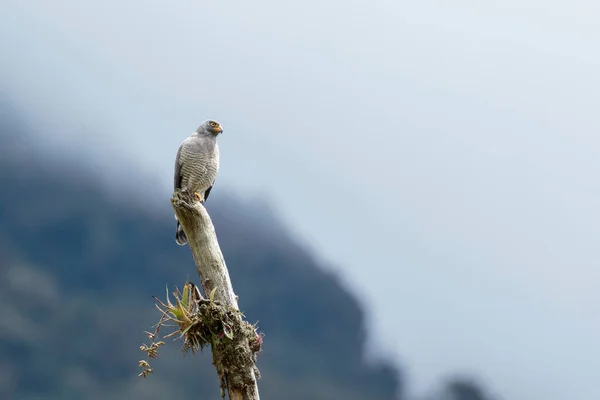 Roadside Hawk Rupornis Magnirostris Impozantní Exemplář Busarda Usazeného Kládě Pozorujícího — Stock fotografie