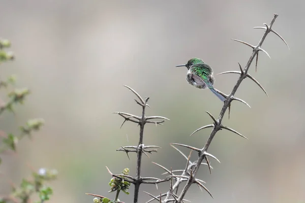 Green Tailed Trainbearer Lesbia Nuna Piękny Okaz Różnorodnej Kolibra Charakterystyczny — Zdjęcie stockowe