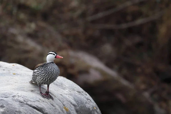 Torrent Duck Merganetta Armata Krásný Mužský Exemplář Torrent Kachny — Stock fotografie