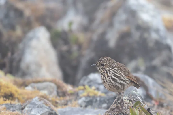 Stripe Headed Antpitta Grallaria Andicolus Ensam Antipita Svårt Att Observera — Stockfoto