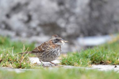 RUFOUS-COLLARED SPARROW (Zonotrichia capensis), çok güzel bir kuş, çimenlerde tahıl arayan bir Amerikan serçesi. Huancayo - Peru