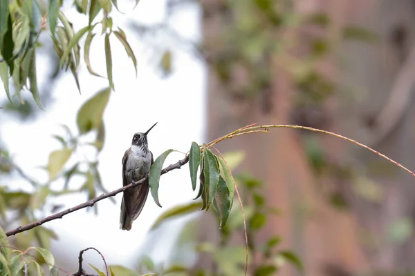 Oreonympha Nobilis 是一种不同寻常的蜂鸟 被称为大胡子蜂鸟 栖息在桉树的枝条上 万卡约 — 图库照片