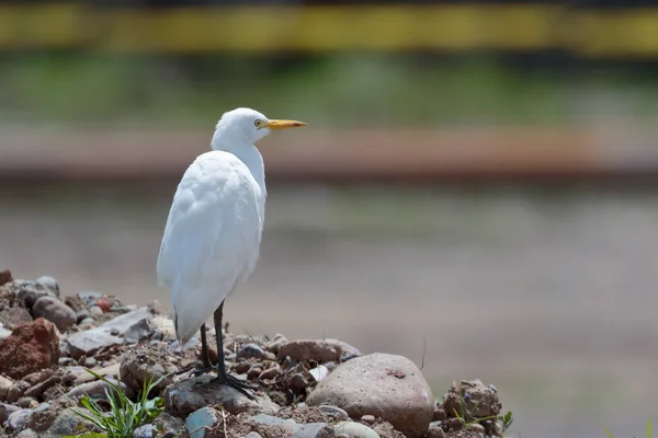 CATTLE EGRET (Bubulcus ibis), Mantaro Nehri 'nin kıyısındaki bir kentsel alanda selvi ağacına tünemiş bir sığır gelinciği. Huancayo - Peru