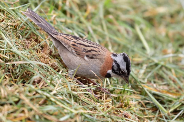 Espalda Colarada Por Rufous Zonotrichia Capensis Pájaro Común Pero Muy — Foto de Stock