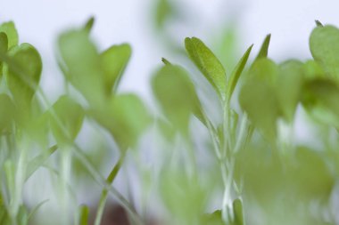 Marul (Lactuca sativa), 7 gün sonra hidroponik sistem için filizlendikten sonra güzel marul pamukları. Lima Peru