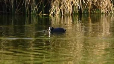 Yüzen ve beslenen yavrusunun yanında görülen bir annenin (Fulica ardesiaca) ayrıntıları