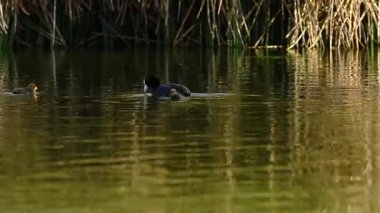Yüzen ve beslenen yavrusunun yanında görülen bir annenin (Fulica ardesiaca) ayrıntıları