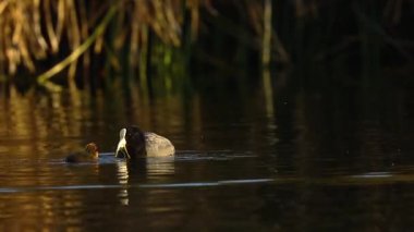 Yüzen ve beslenen yavrusunun yanında görülen bir annenin (Fulica ardesiaca) ayrıntıları