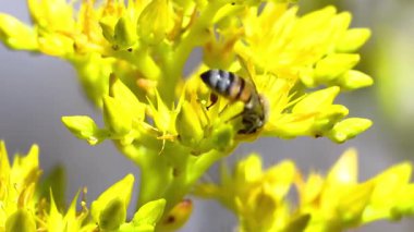 Bir Avrupa arısının (apis mellifera) sarı bir çiçeği döllemesinin video ayrıntıları.