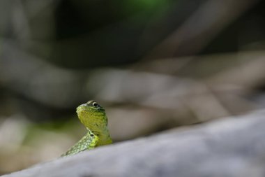 Yakalı kertenkele (Stenocercus chlorostictus) güneşin tadını çıkarıyor, bir dala tünemiş.