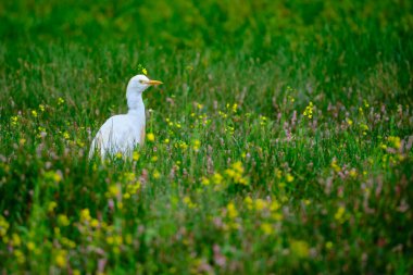 Egret (Ardea ibis), balıkçılgiller (Ardea) familyasından bir balıkçıldır. Peru.
