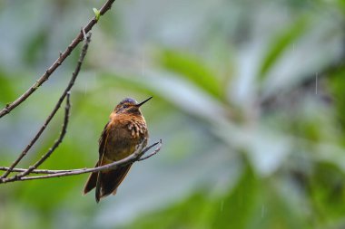 Parlayan Güneş Işığı (Aglaeactis cupripennis), bir dala tünemiş güzel bir sinekkuşu, hala renklerini ve tüylerini detaylarıyla göstermektedir. Peru.