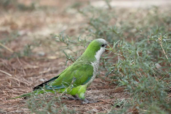 Perico monje — Foto de Stock